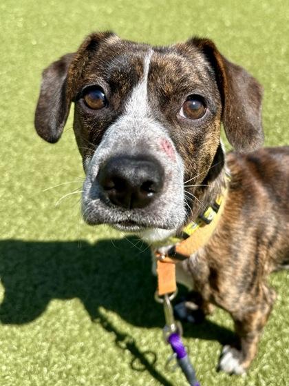 Enlarge Taco TJ, a Adoptable mixed breed in Wichita, KS image 3/3