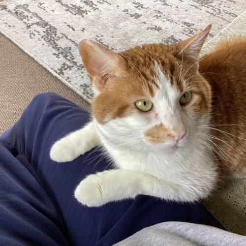 Julius, Adoptable, Young Male Domestic Short Hair.