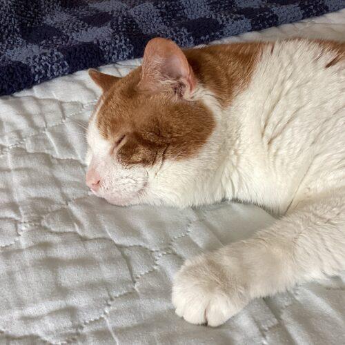 Julius, Adoptable, Young Male Domestic Short Hair.