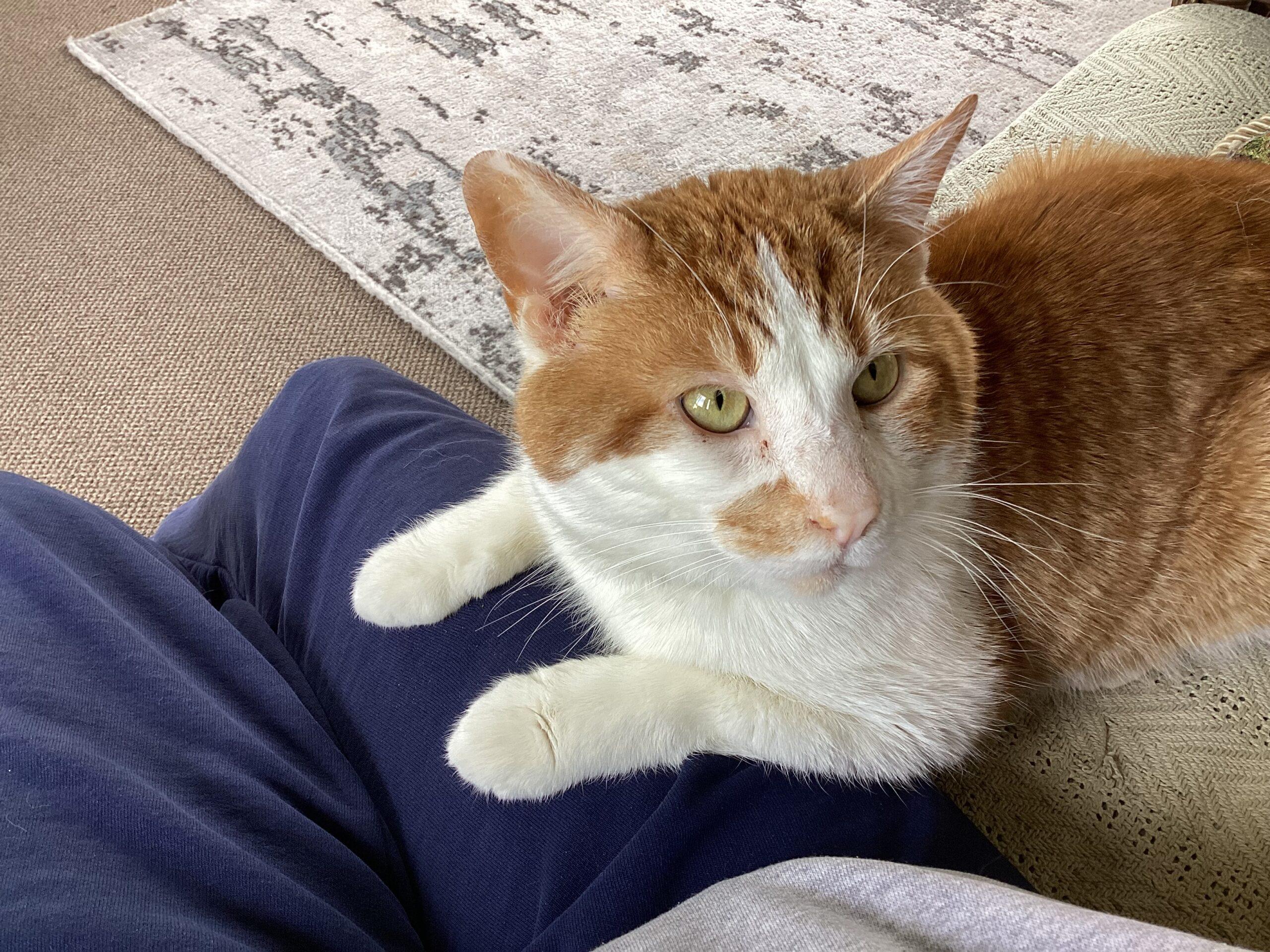 Enlarge Julius, a Adoptable Domestic Short Hair in Canal Winchester, OH image 2/4