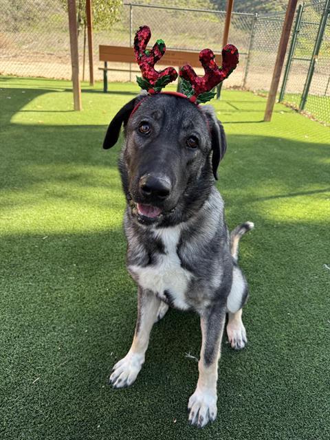 Enlarge LAYLA, a Adoptable Anatolian Shepherd in Castaic, CA image 1/1
