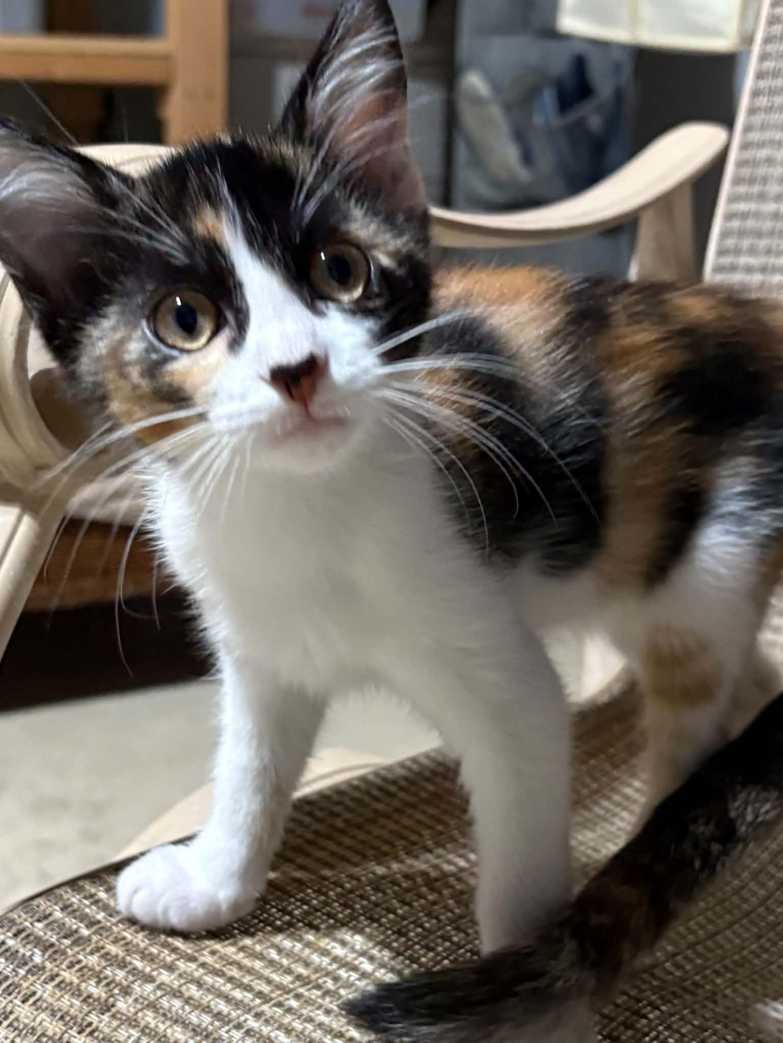 Elsa, ADOPTABLE, Kitten Female Domestic Short Hair.