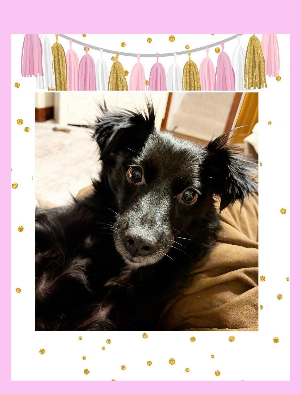 Enlarge Sophie, a Adoptable Spaniel in Lake Geneva, WI image 6/6