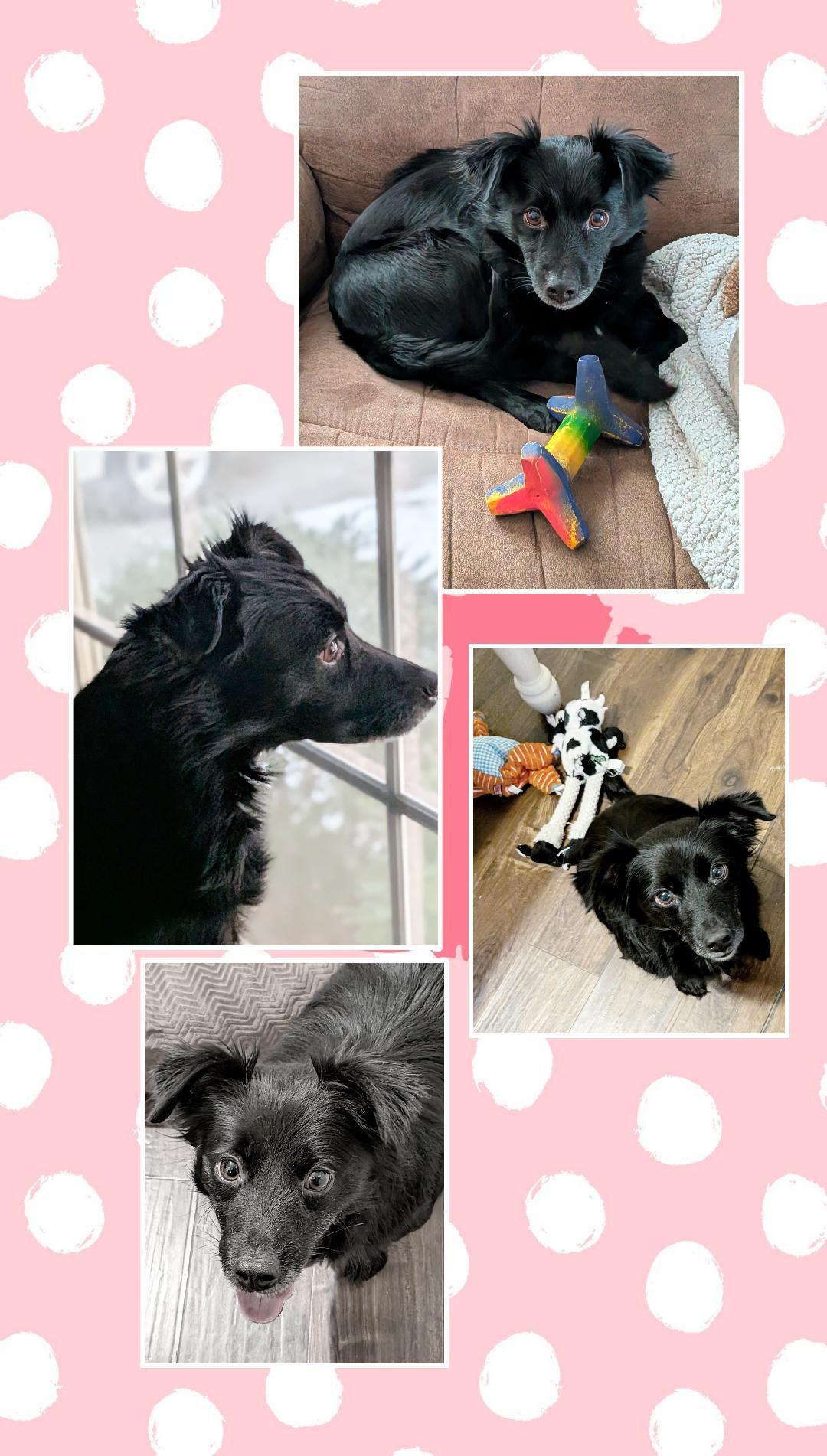 Enlarge Sophie, a Adoptable Spaniel in Lake Geneva, WI image 4/6