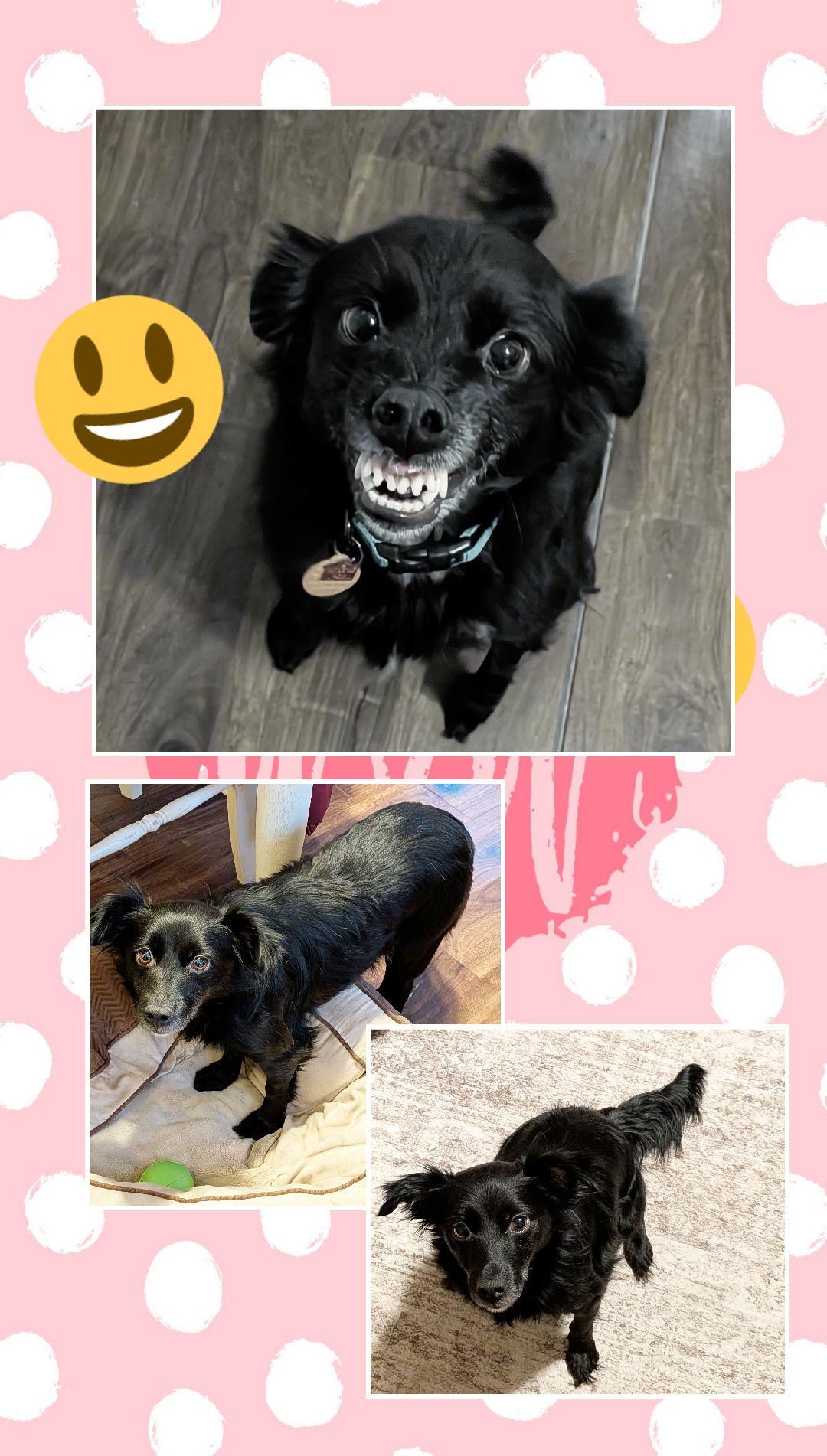 Enlarge Sophie, a Adoptable Spaniel in Lake Geneva, WI image 2/6