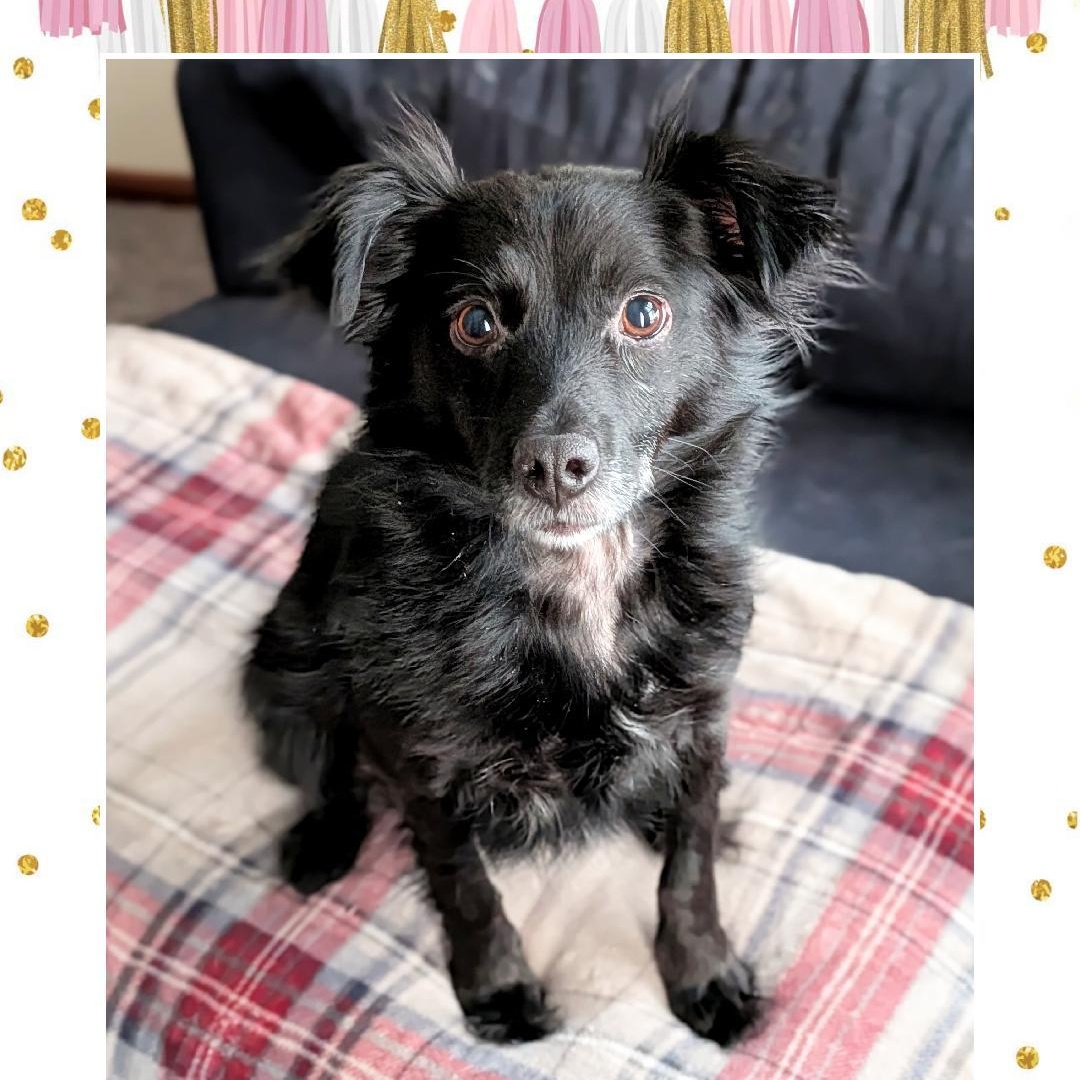 Enlarge Sophie, a Adoptable Spaniel in Lake Geneva, WI image 3/6