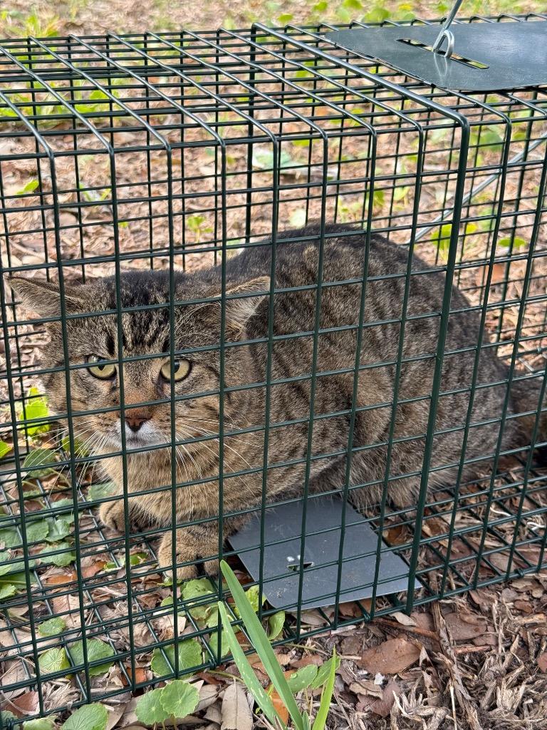 Peppercorn, Adoptable, Adult Male Domestic Short Hair.