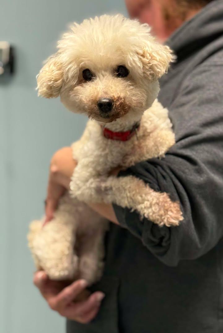 Dream, a Adoptable Poodle in Etobicoke, ON image 1/3