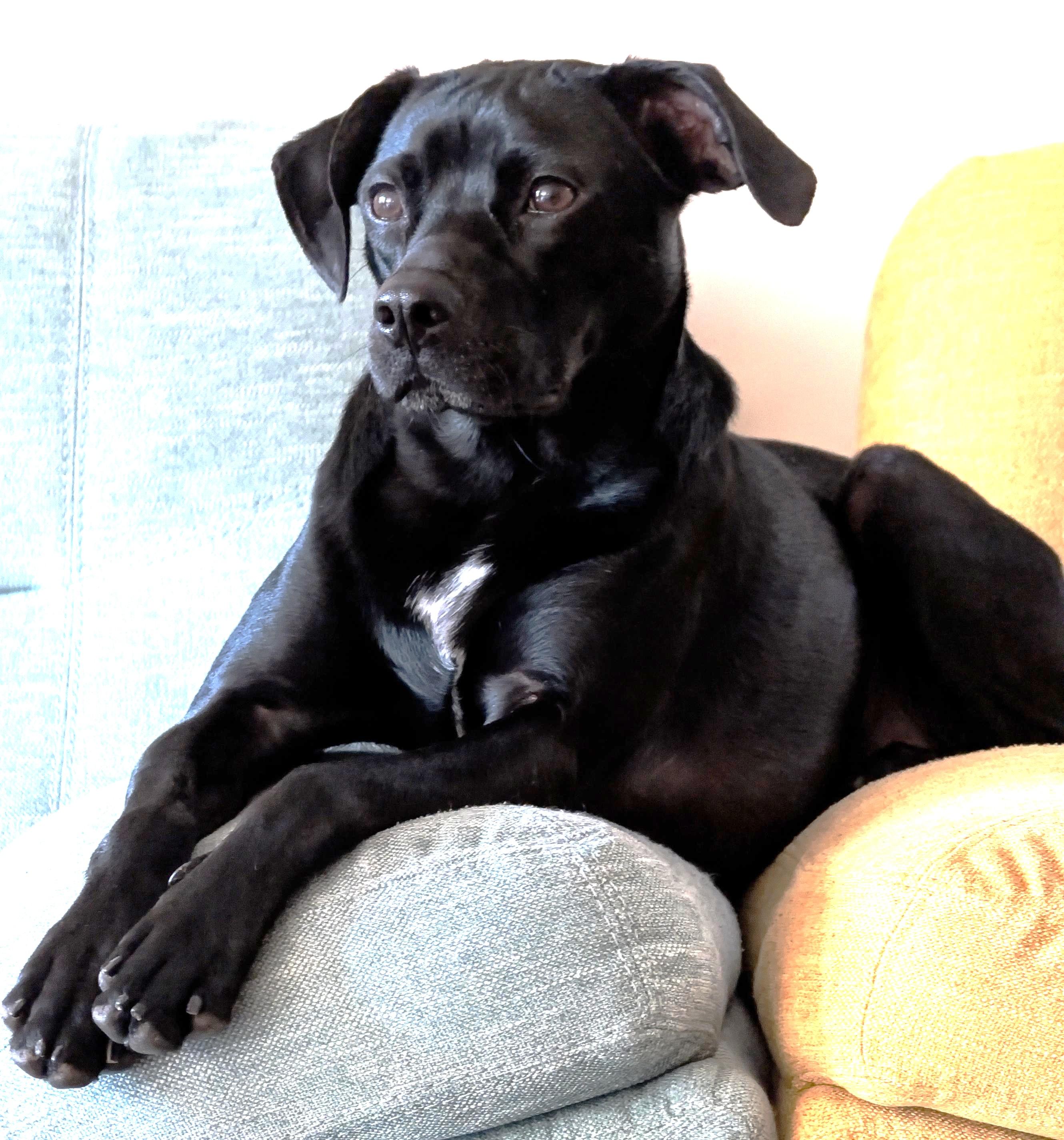 Ash - 30 lbs, Adoptable, Adult Female Beagle & Black Labrador Retriever.