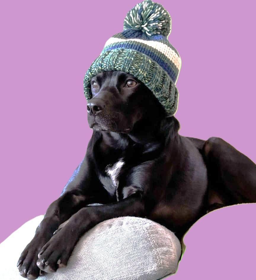 Enlarge Asha (30 lbs), a Adoptable mixed breed in Mississauga, ON image 5/6