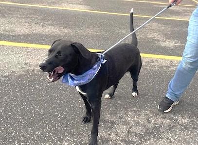 Enlarge Ash - 30 lbs, a Adoptable mixed breed in Mississauga, ON image 2/6