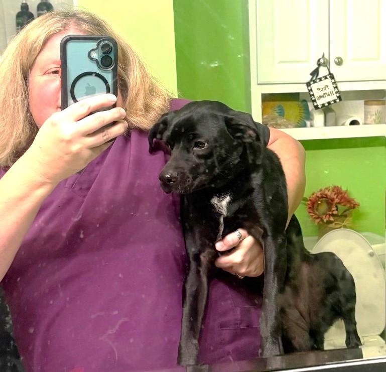 Enlarge Ash - 30 lbs, a Adoptable mixed breed in Mississauga, ON image 3/6