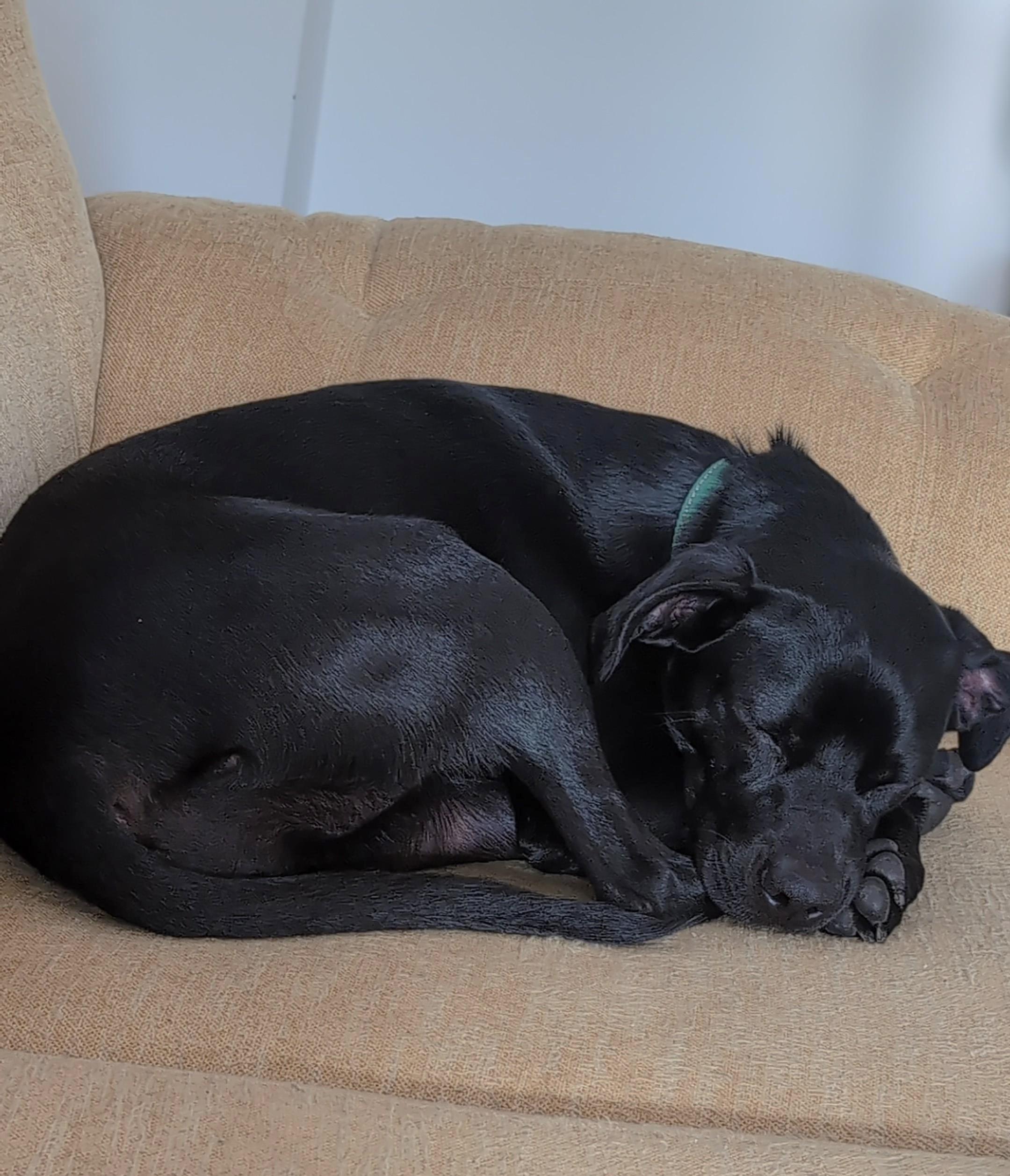 Enlarge Ash - 30 lbs, a Adoptable mixed breed in Mississauga, ON image 4/6