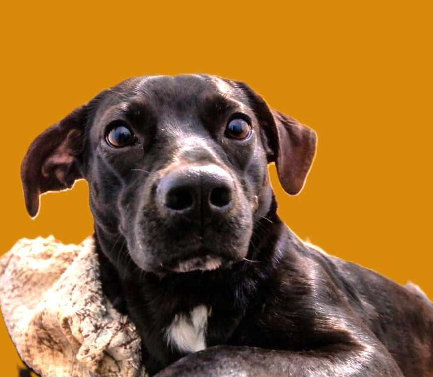 Enlarge Asha (30 lbs), a Adoptable mixed breed in Mississauga, ON image 4/6