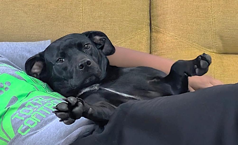 Enlarge Asha (30 lbs), a Adoptable mixed breed in Mississauga, ON image 6/6