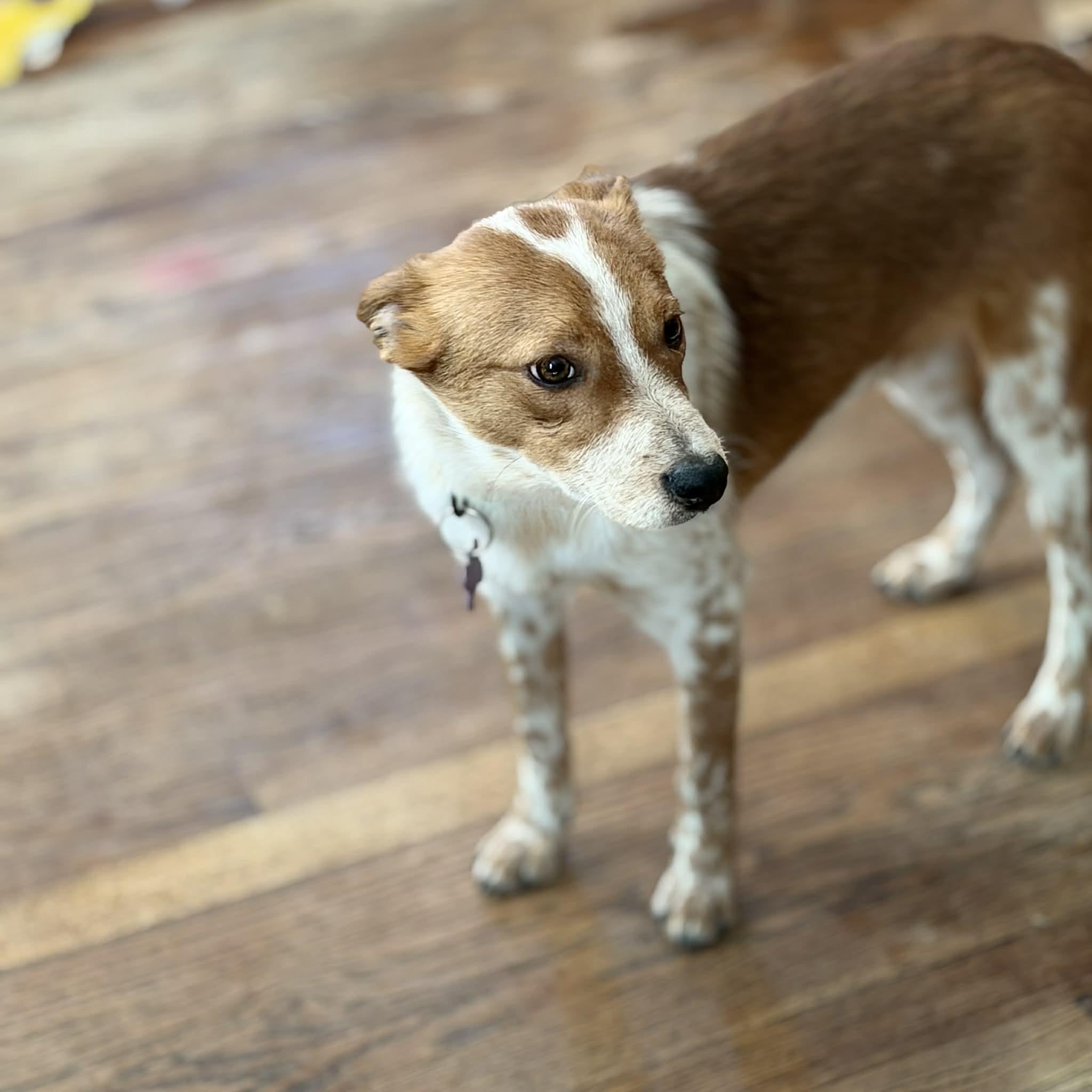 Enlarge Rip , an adopted mixed breed in Geneseo , IL image 3/3