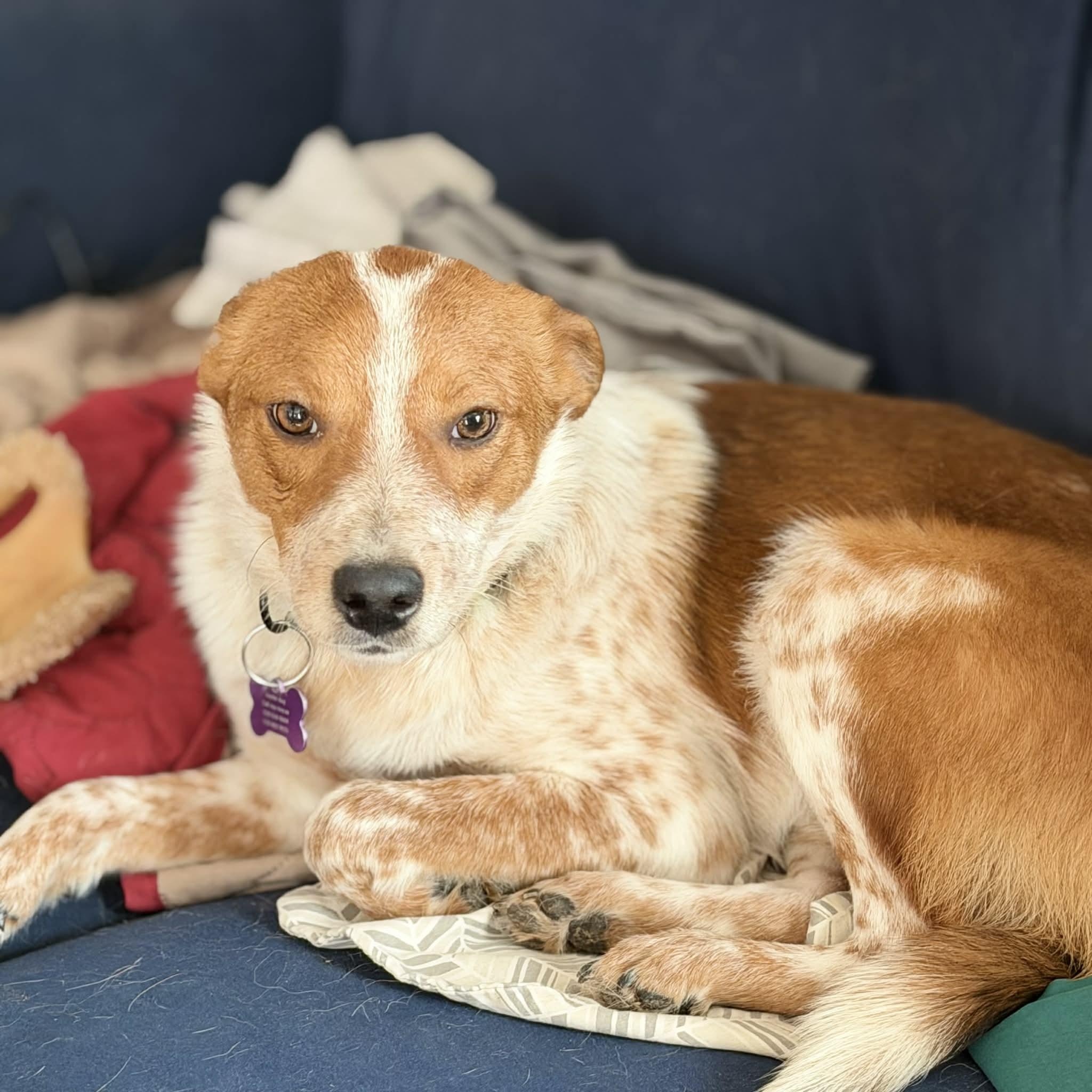 Enlarge Rip , an adopted mixed breed in Geneseo , IL image 1/3