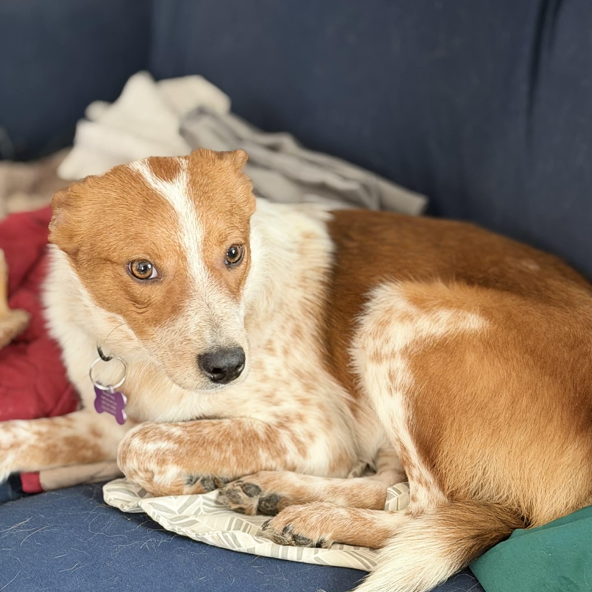 Enlarge Rip , an adopted mixed breed in Geneseo , IL image 2/3