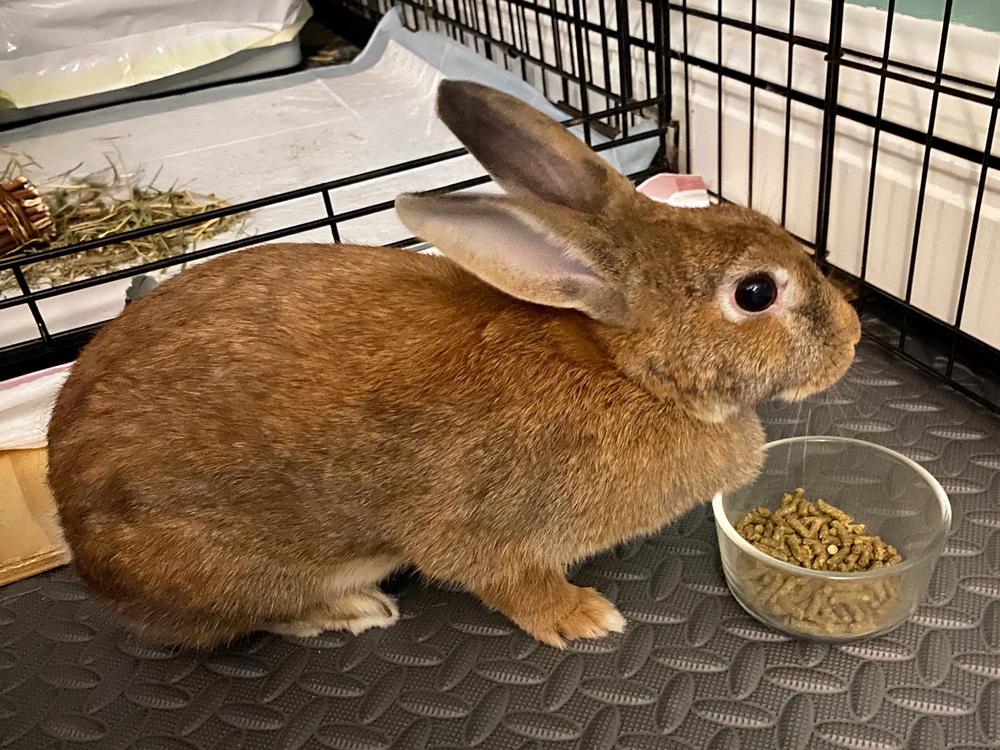 Sophia, Adoptable, Senior Female Bunny Rabbit.
