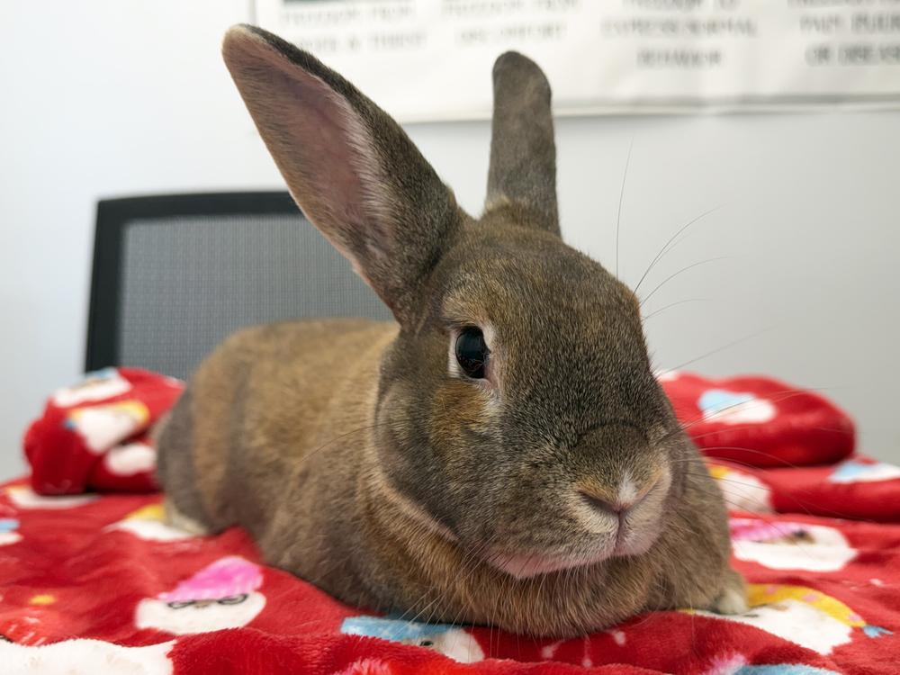 Enlarge Sophia, a Adoptable mixed breed in Westford, MA image 2/5
