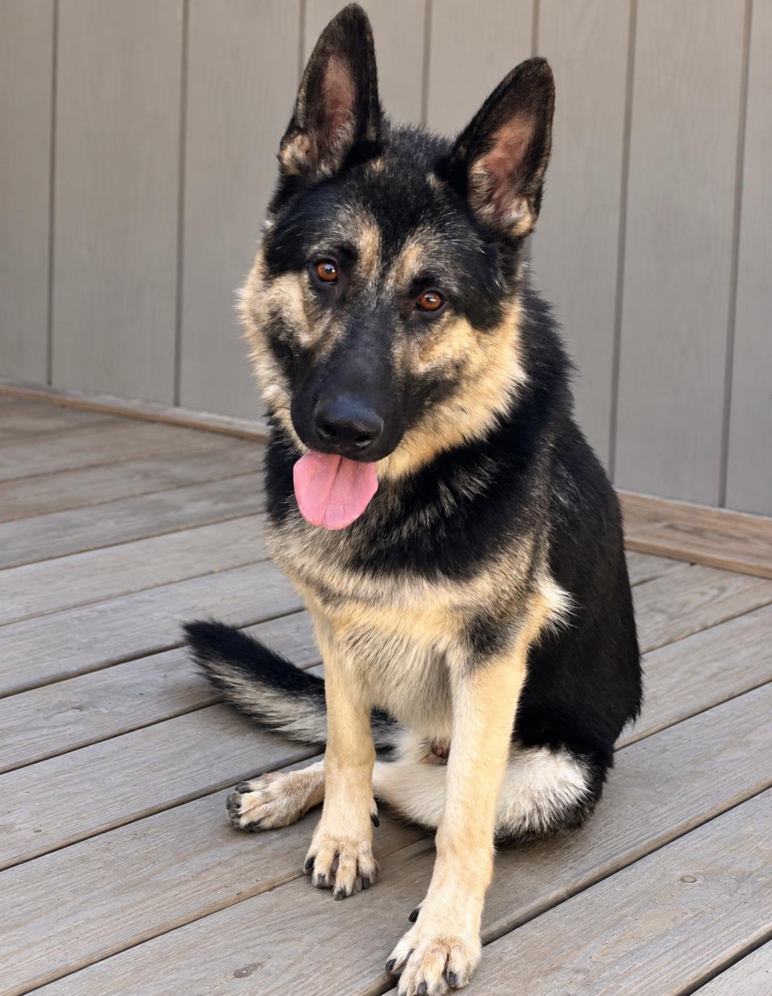 Enlarge Rowdy, a Adoptable German Shepherd Dog in Chesterfield, MO image 3/6