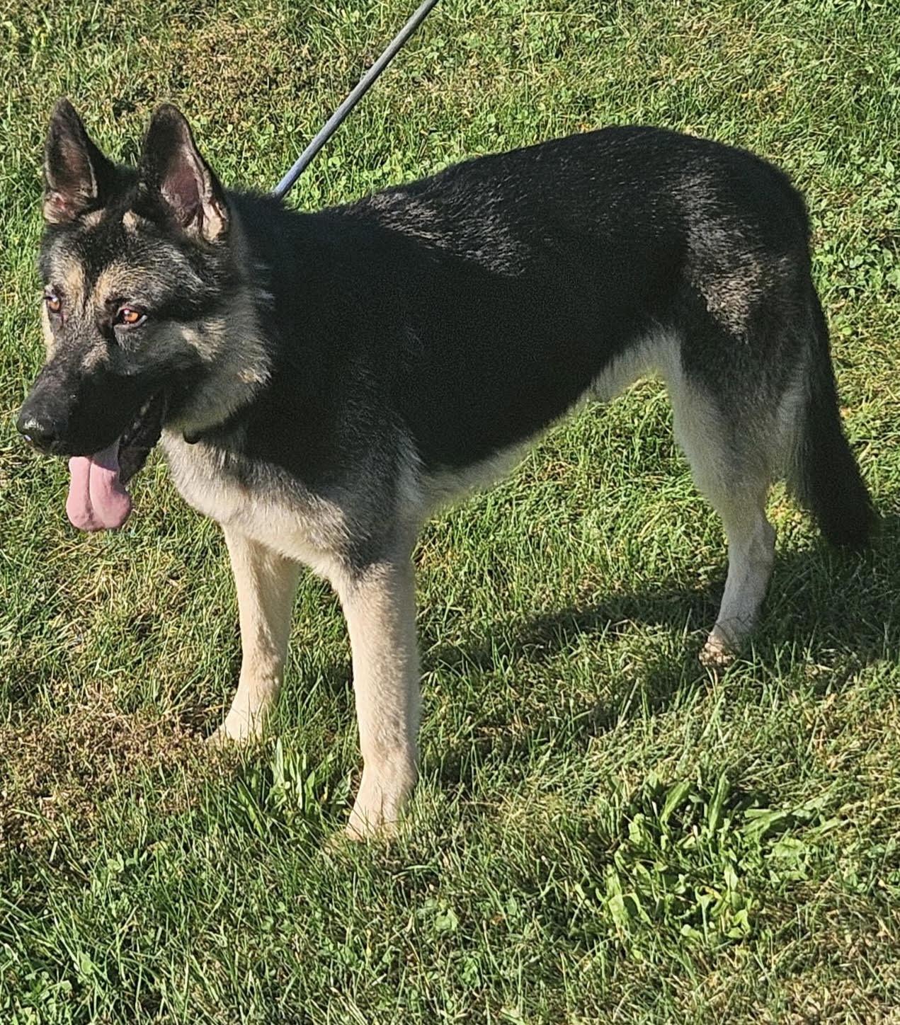 Enlarge Rowdy, a Adoptable German Shepherd Dog in Chesterfield, MO image 5/6