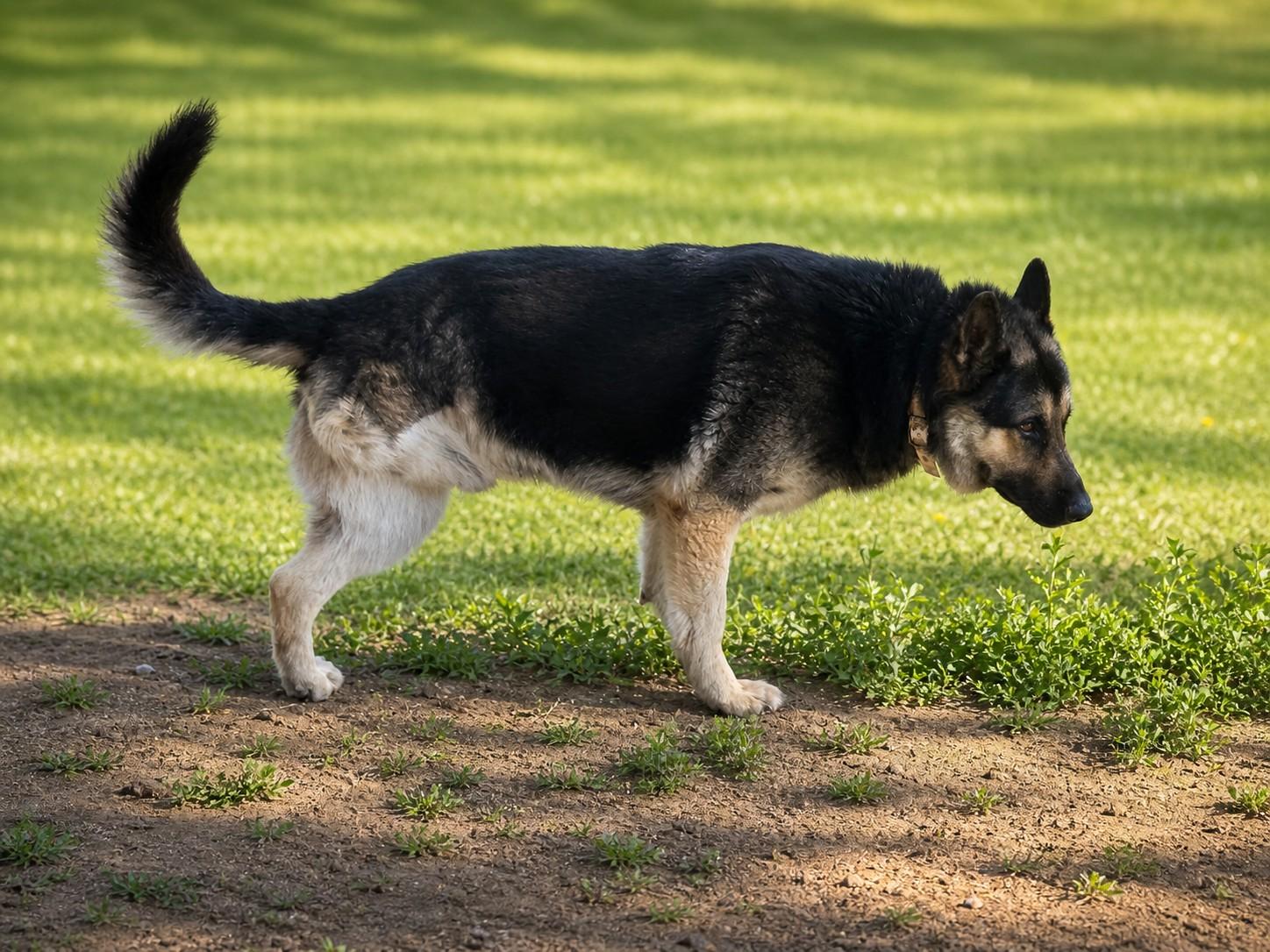 Rowdy, a Adoptable German Shepherd Dog in Chesterfield, MO image 1/4
