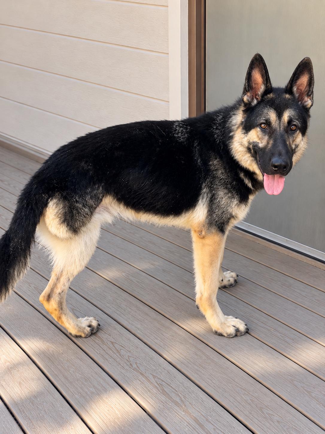 Enlarge Rowdy, a Adoptable German Shepherd Dog in Chesterfield, MO image 4/6