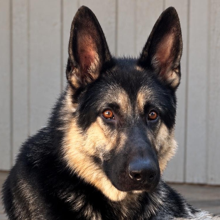 Rowdy, Adoptable, Adult Male German Shepherd Dog.