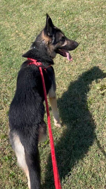 Enlarge Rowdy, a Adoptable German Shepherd Dog in Chesterfield, MO video 6/6