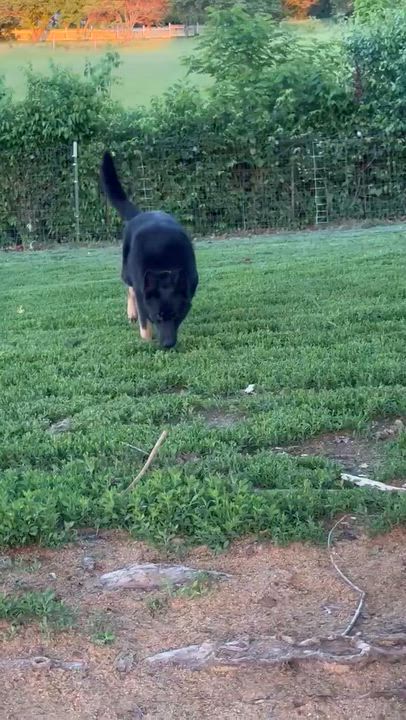 Enlarge Rowdy, a Adoptable German Shepherd Dog in Chesterfield, MO video 4/4
