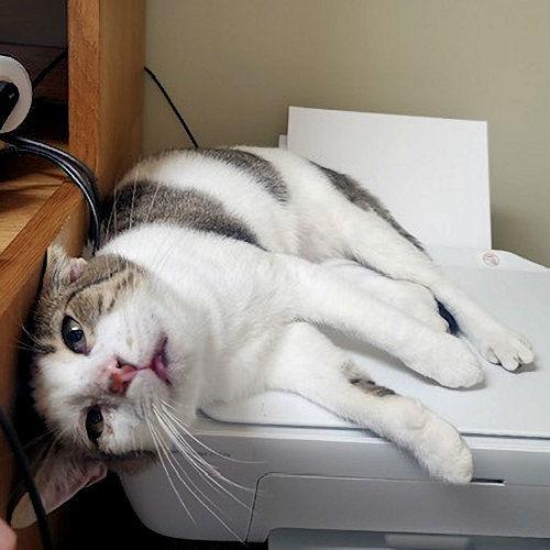 Dude, Adoptable, Young Male Domestic Short Hair.