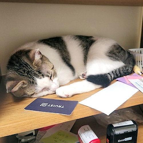 Dude, a Adoptable Domestic Short Hair in Rutherfordton, NC image 2/3