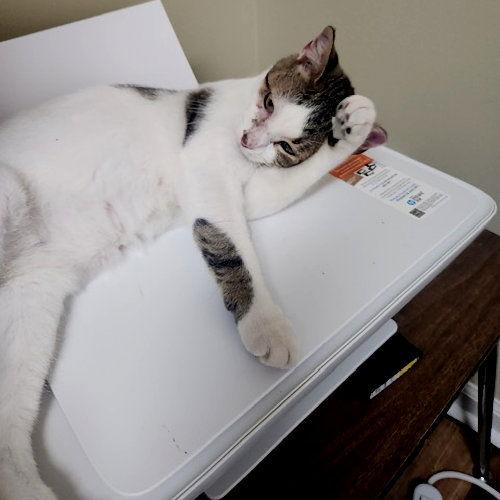 Dude, a Adoptable Domestic Short Hair in Rutherfordton, NC image 3/3