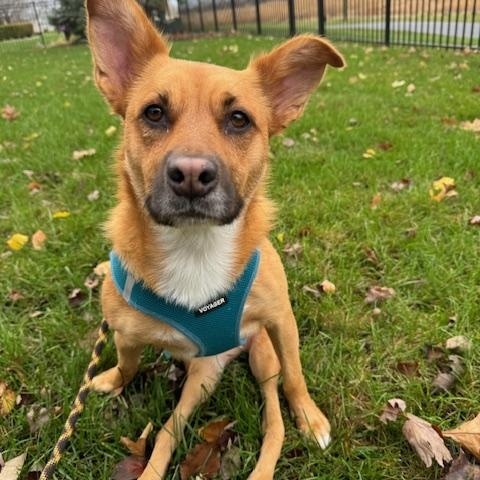 Poppy, Adoptable, Adult Female Shepherd.