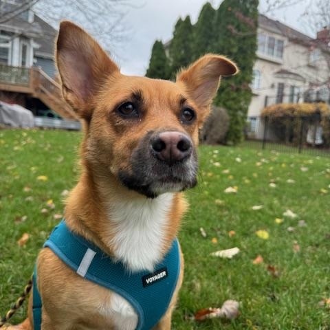 Enlarge Poppy, a Adoptable mixed breed in Plainfield, IL image 2/3