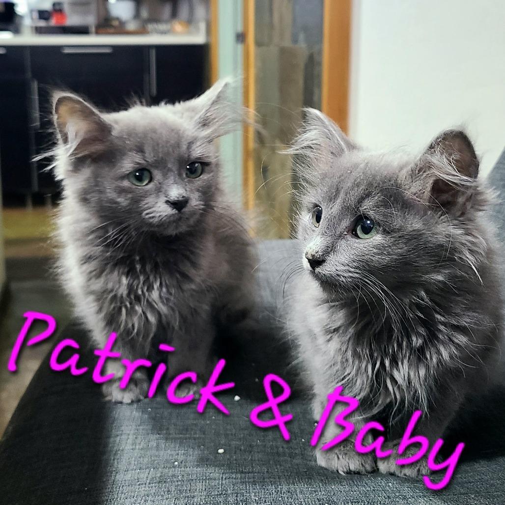 Patrick, Adoptable, Kitten Male Domestic Long Hair.