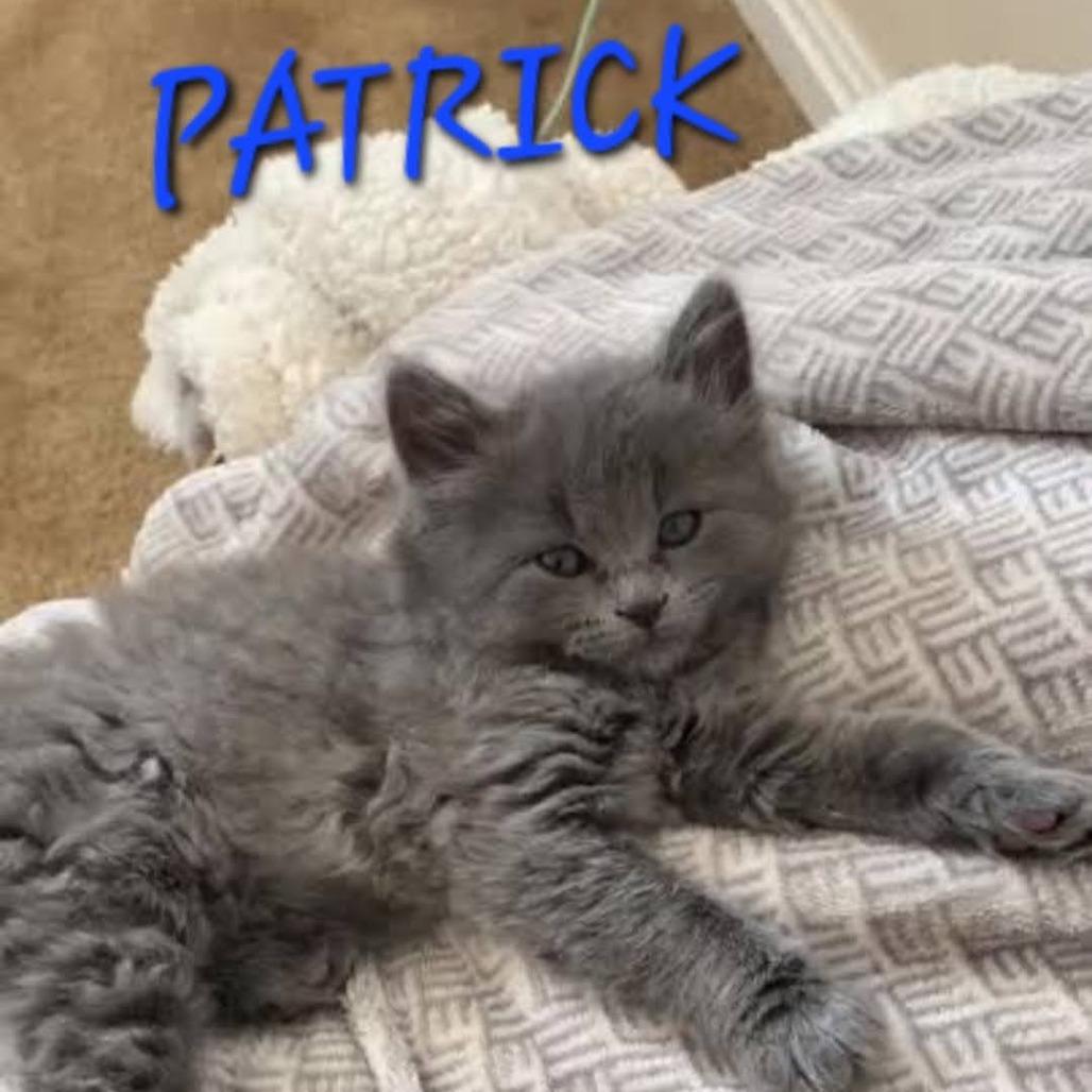 Enlarge Patrick, a Adoptable Domestic Long Hair in Layton, UT image 2/2