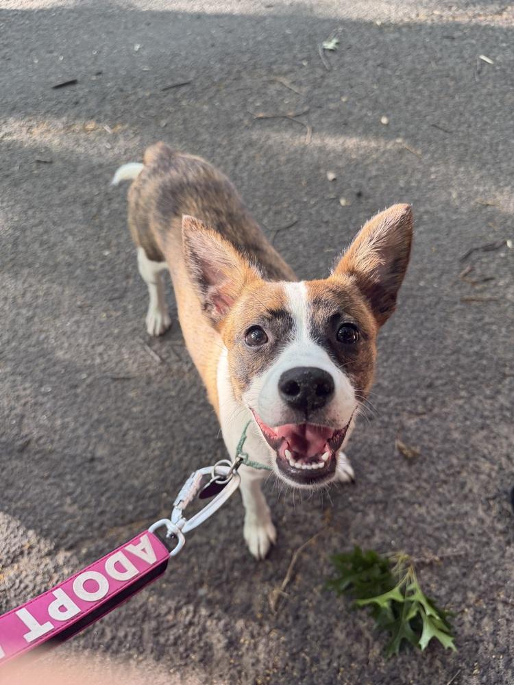 Zippy, a Adoptable mixed breed in Manhattan, NY image 1/3
