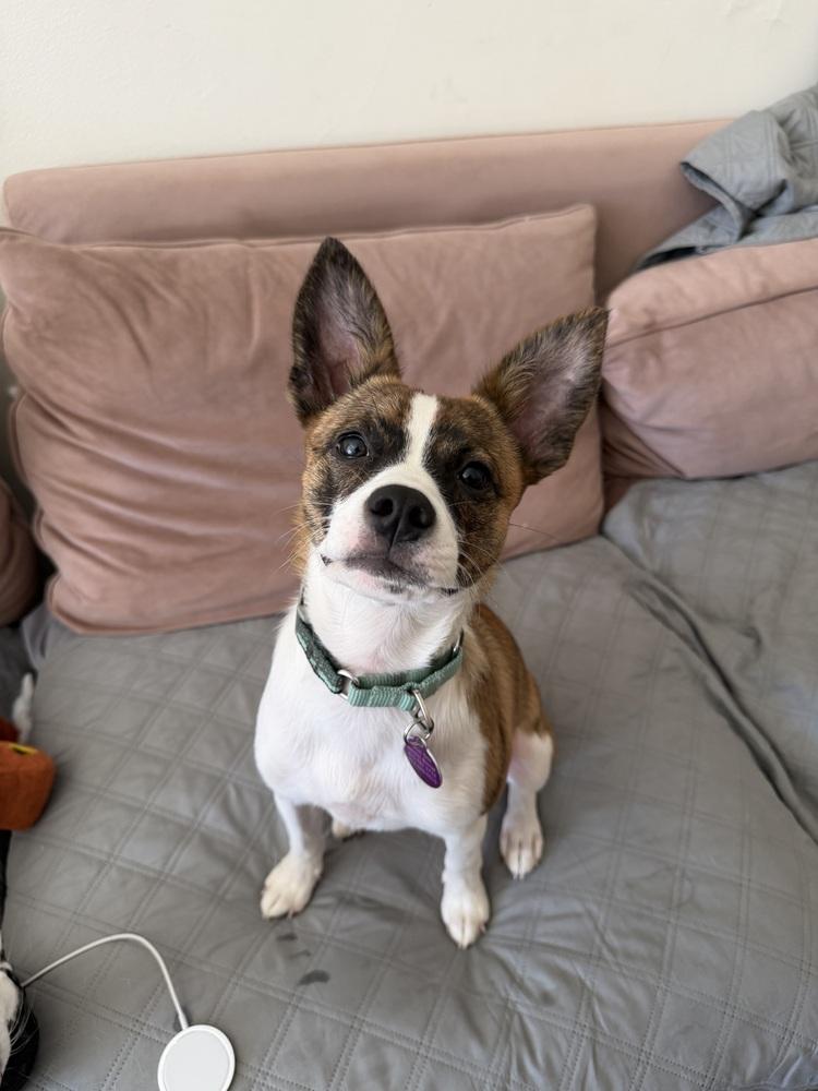 Zippy, a Adoptable mixed breed in Manhattan, NY image 2/3