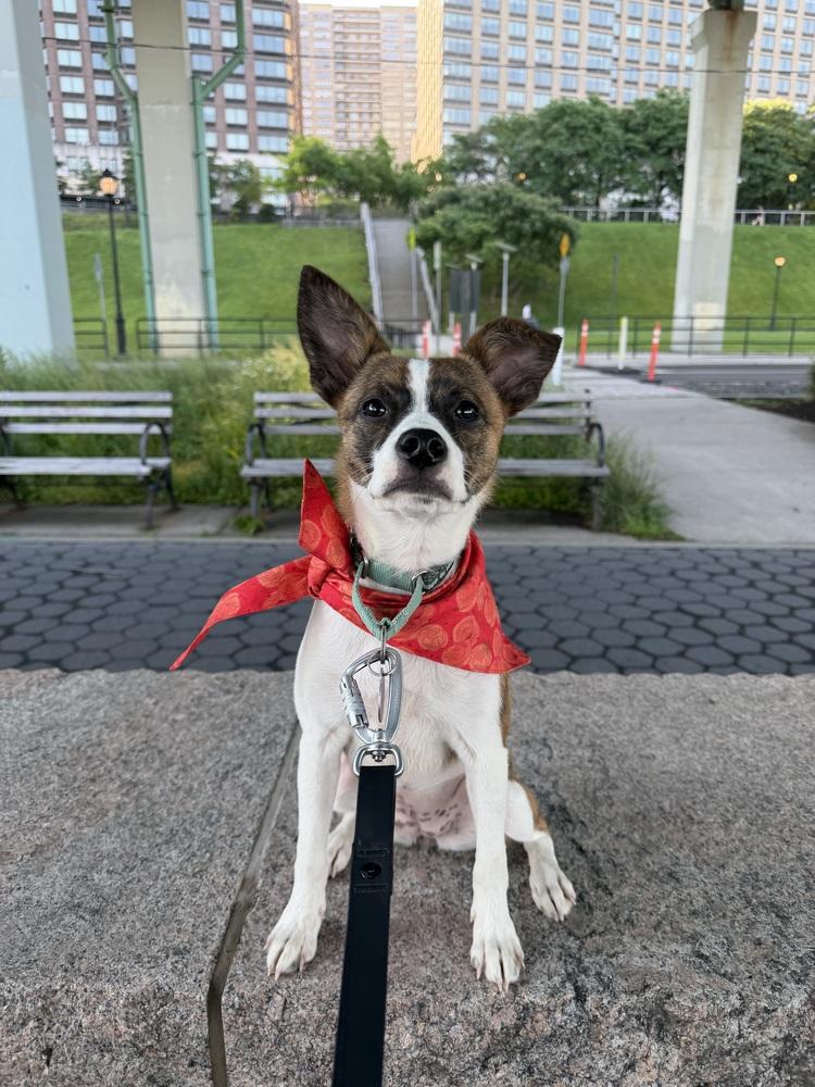 Zippy, a Adoptable mixed breed in Manhattan, NY image 3/3