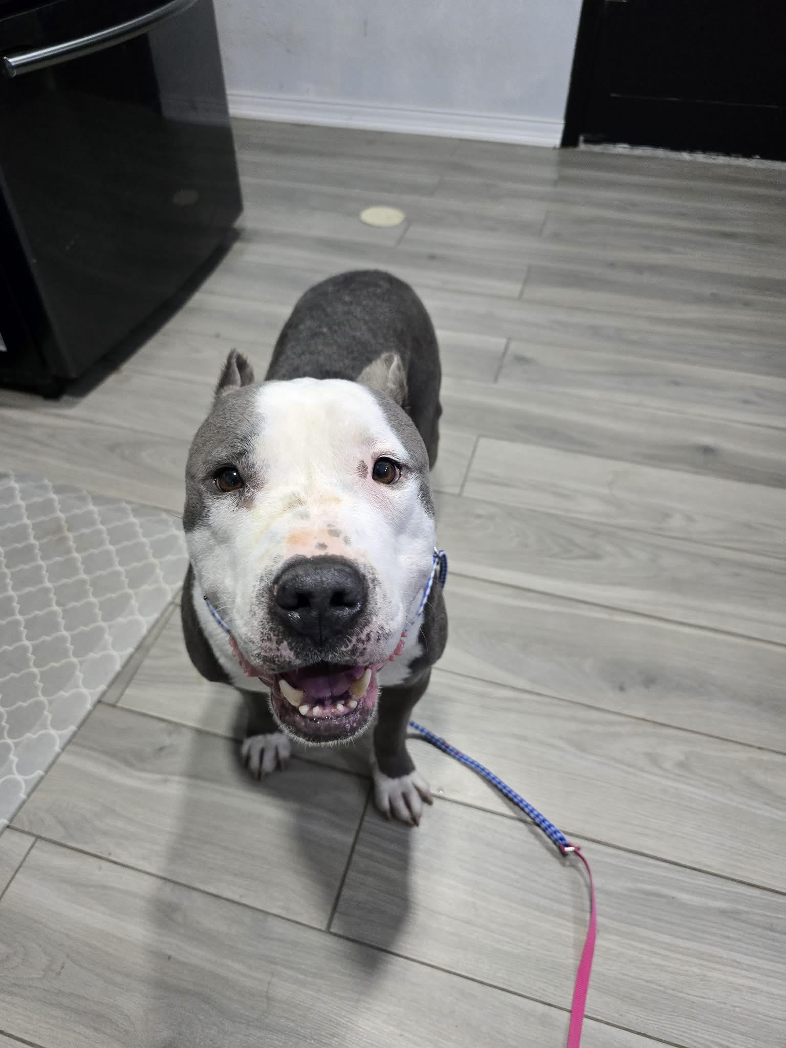 Bart, Adoptable, Adult Male Pit Bull Terrier.