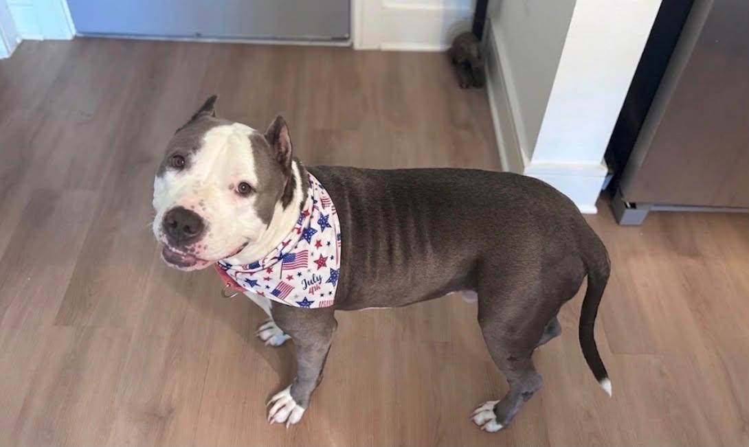 Enlarge Bart, a Adoptable Pit Bull Terrier in Arlee, MT image 2/6