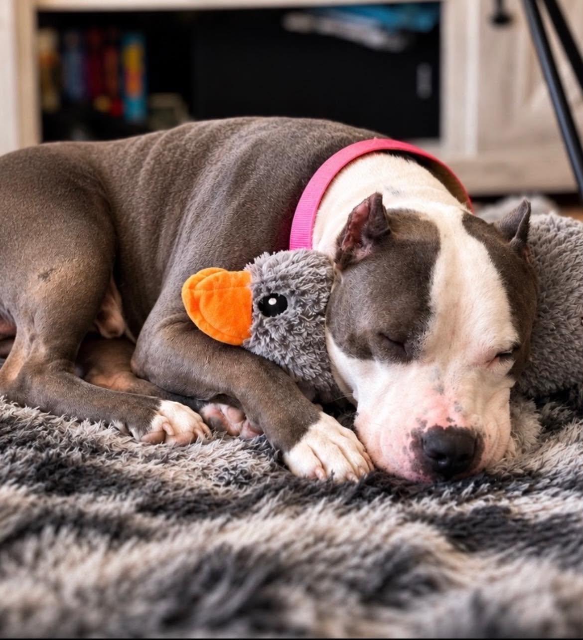Enlarge Bart, a Adoptable Pit Bull Terrier in Arlee, MT image 3/6