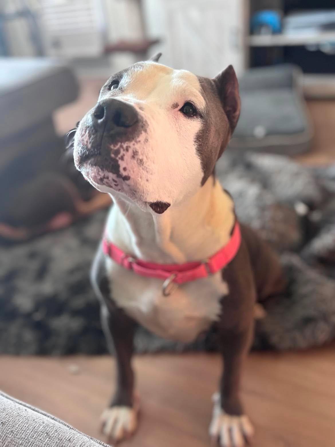 Enlarge Bart, a Adoptable Pit Bull Terrier in Arlee, MT image 4/6