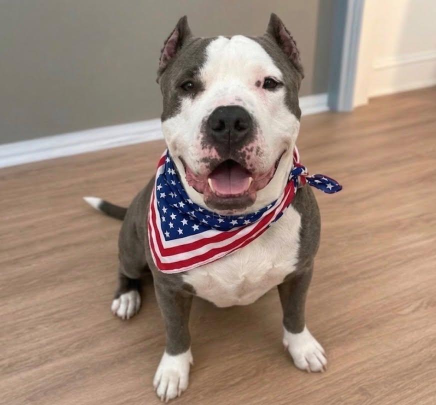 Enlarge Bart, a Adoptable Pit Bull Terrier in Arlee, MT image 5/6