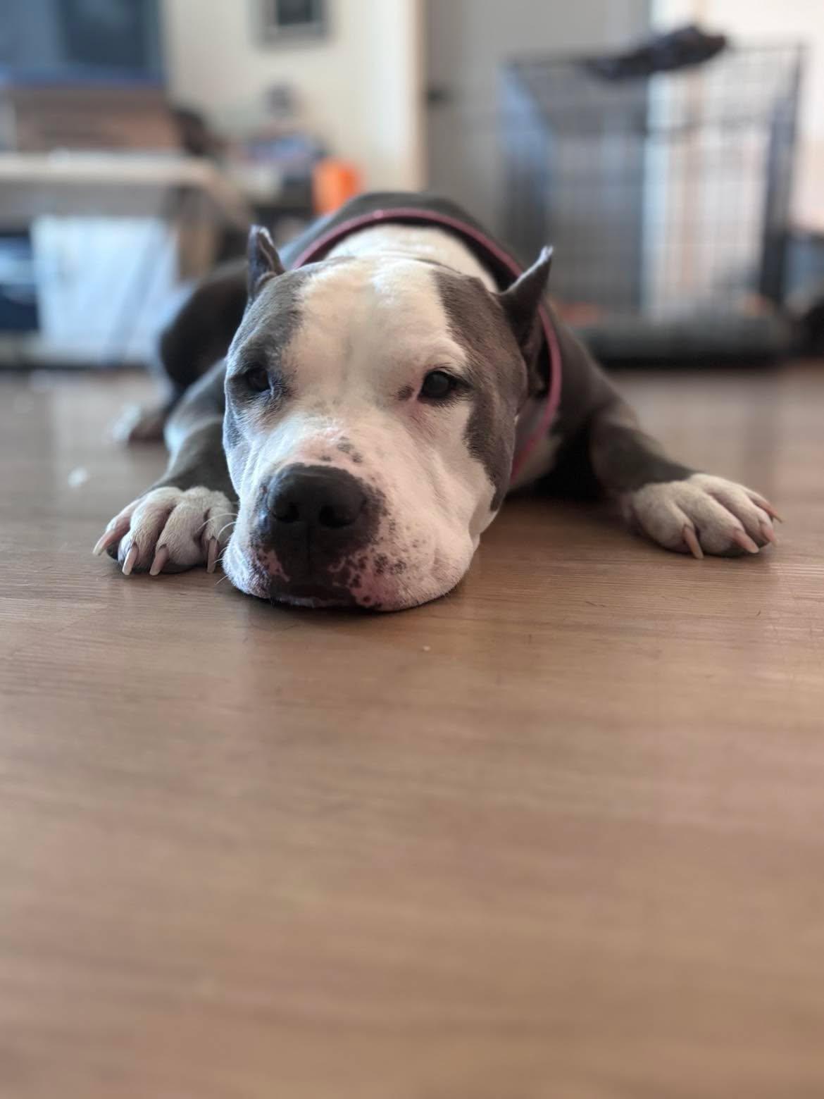 Enlarge Bart, a Adoptable Pit Bull Terrier in Arlee, MT image 6/6