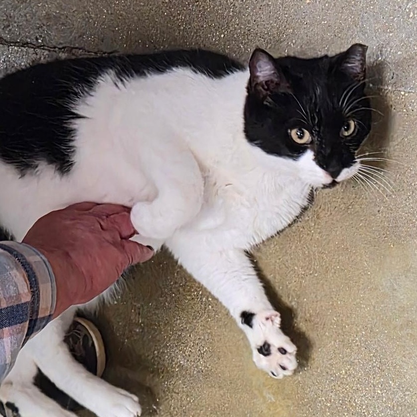 Enlarge Catanova, a Adoptable American Shorthair in Belleville, IL image 2/3