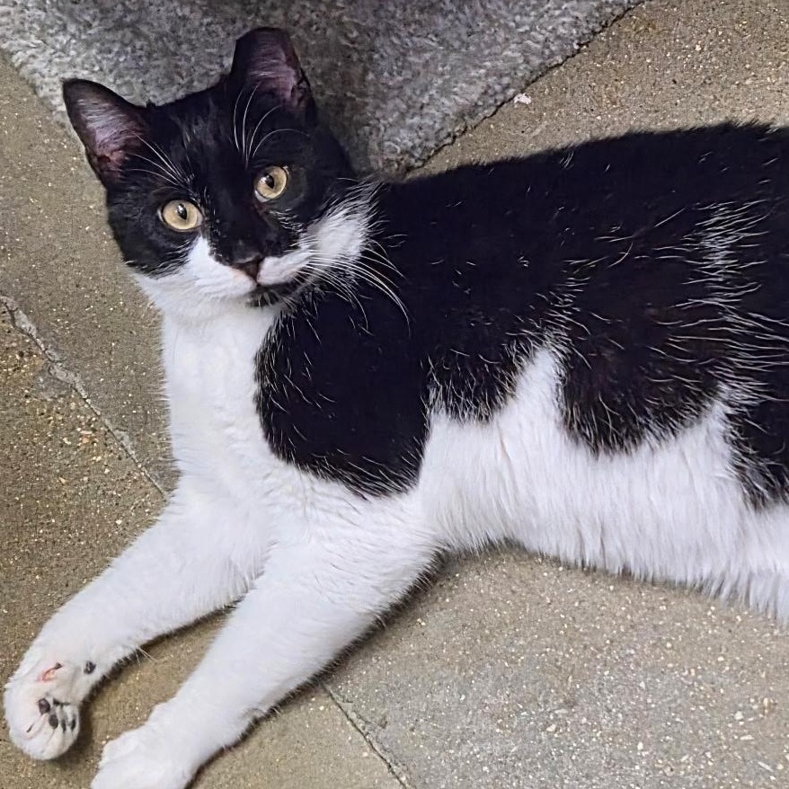 Enlarge Catanova, a Adoptable American Shorthair in Belleville, IL image 1/3