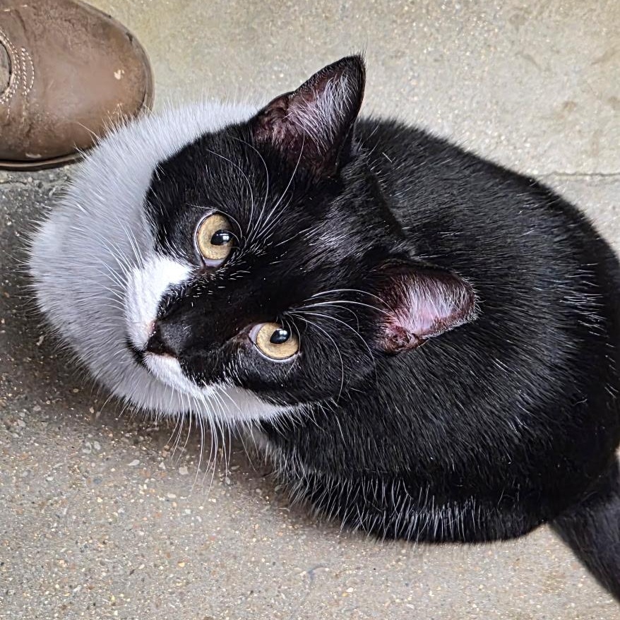 Enlarge Catanova, a Adoptable American Shorthair in Belleville, IL image 3/3